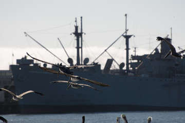 Birds in front of ship
