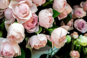 Pink rose background