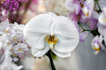 White orchid blossom