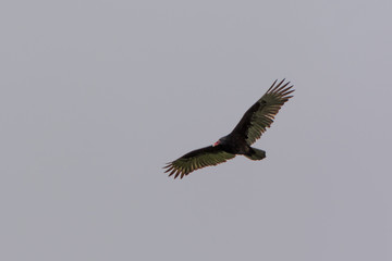 Turkey Vulture II