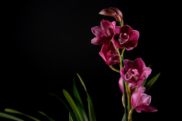 Cymbidium orchid flowers with leaves