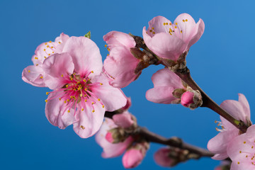 Flowering branch of a peach tree