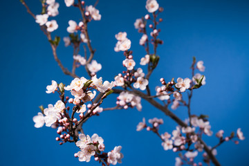 spring sakura pink flower blossoming branch