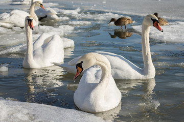 Swan on frozen home