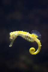 Sea Horse (Hippocampus hippocampus)