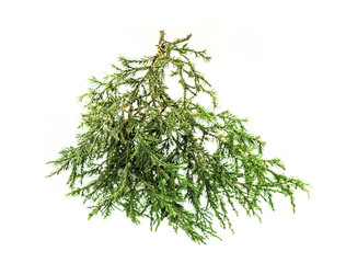 cedar branch on white