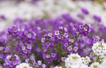 Purple summer flower fields. Floral blur background.