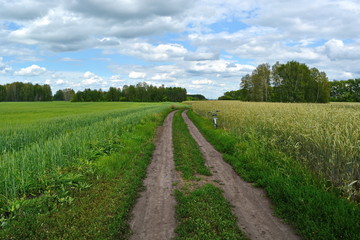 bike standing on the side of the long dusty road near a large green field of ripening wheat in the summer