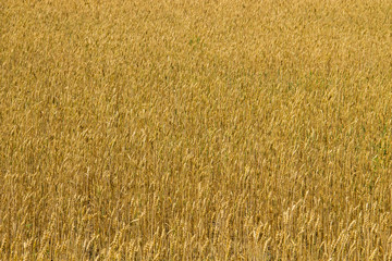 Field of ripe golden wheat close-up