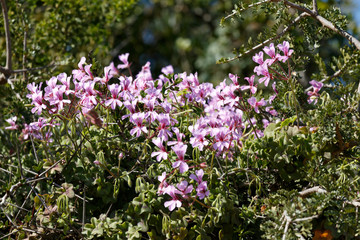 Pink flowers growing