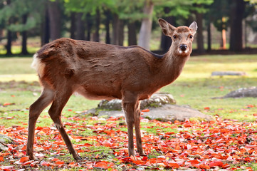 奈良公園　鹿と紅葉