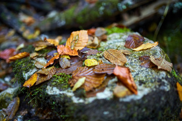 Colorful autumn leaves