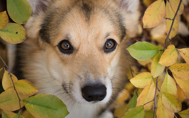 Dog breed Welsh Corgi Pembroke on a walk in a beautiful autumn forest.