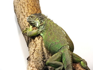 large green lizard iguana on tree branch isolated