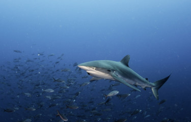 Galapagos shark swimming over the coral reef, Darwin Island, Galapagos Islands, Ecuador.