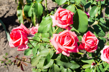 Pink roses