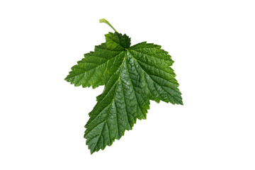 Currant leaf