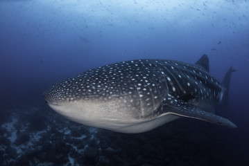 Fototapeta premium Pregnant female whale shark, Darwin Island, Galapagos Islands, Ecuador.