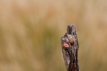Ladybug