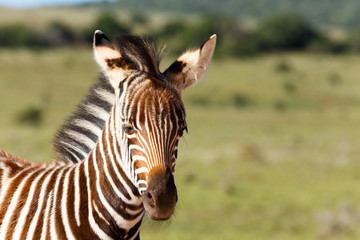 Fototapeta na wymiar Baby Zebra standing and looking at you