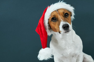 Christmas card. Portrait of a Jack Russell breed dog with a red Santa hat on a dark blue...