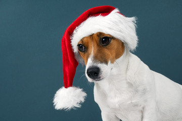 Christmas card. Portrait of a Jack Russell breed dog with a red Santa hat on a dark blue background. Background for your text and design.                                                               