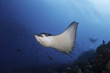 Black spotted eagle ray swimming over the coral reef, Darwin Island, Galapagos Islands, Ecuador.