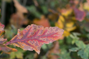 Autumn leave