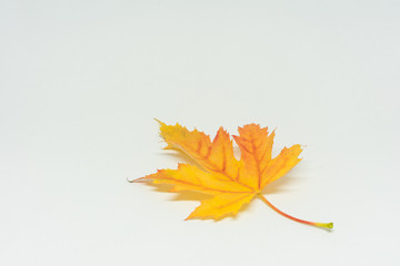 colorful yellow autumn maple leaf isolated on white background