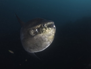 Mola mola at the dive site called "Punta Vicente Roca", Isabela Island, Galapagos Islands, Ecuador.