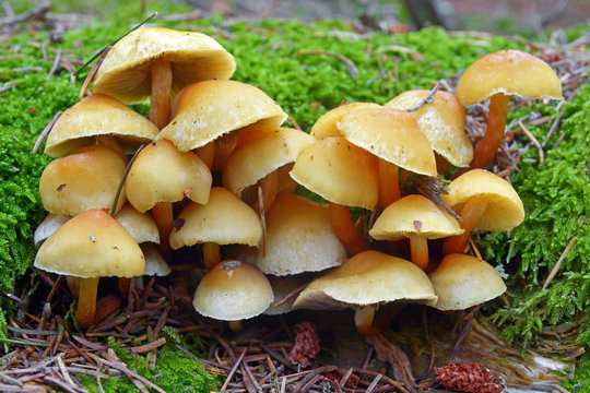 Hypholoma capnoides mushroom
