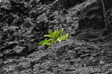 Rock stone and grass