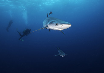 Fototapeta na wymiar Blue shark with divers in the background, Western Cape, South Africa.