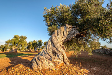 Puglia Ulivo Secolare