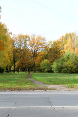 Obraz premium Forest