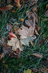 First Frost. Frozen leaves