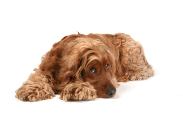 new year, dog spaniel lies looking brown color white background two thousand eighteen isolates