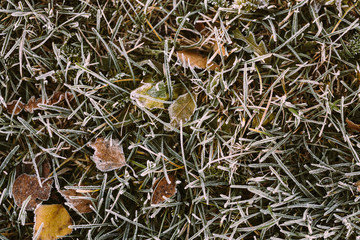 First Frost. Frozen leaves