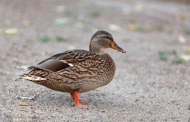 Beautiful duck walking in a park