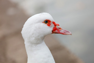 Portrait of a white goose