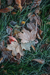First Frost. Frozen leaves