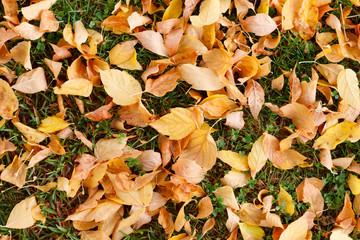 Leaves in autumn