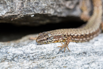 portrait european wall lizard (podarcis muralis) lying on granite rock