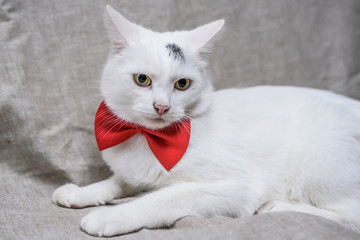 portrait of a white domestic cat with a red bow 