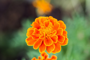 closeup beauty flower