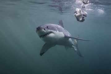 Fototapeta premium Great white shark at the surface, False Bay, Cape Town, South Africa.