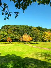 木陰のある秋の公園風景