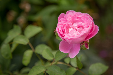 Pink garden rose flower