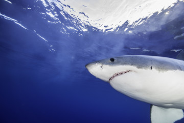 Fototapeta premium Great white shark at the surface, Guadalupe Island, Mexico.