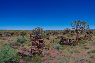 Quiver tree or kokerboom forest and giants sports ground near Keetmanshoop, Namibia
